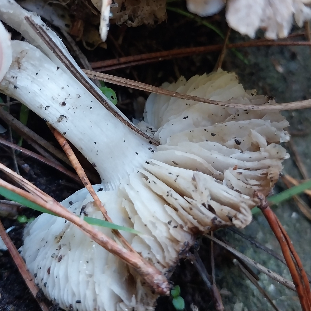 Tricholoma terreum · May 2025 · photo: © kiwialli (iNaturalist, cc-by)