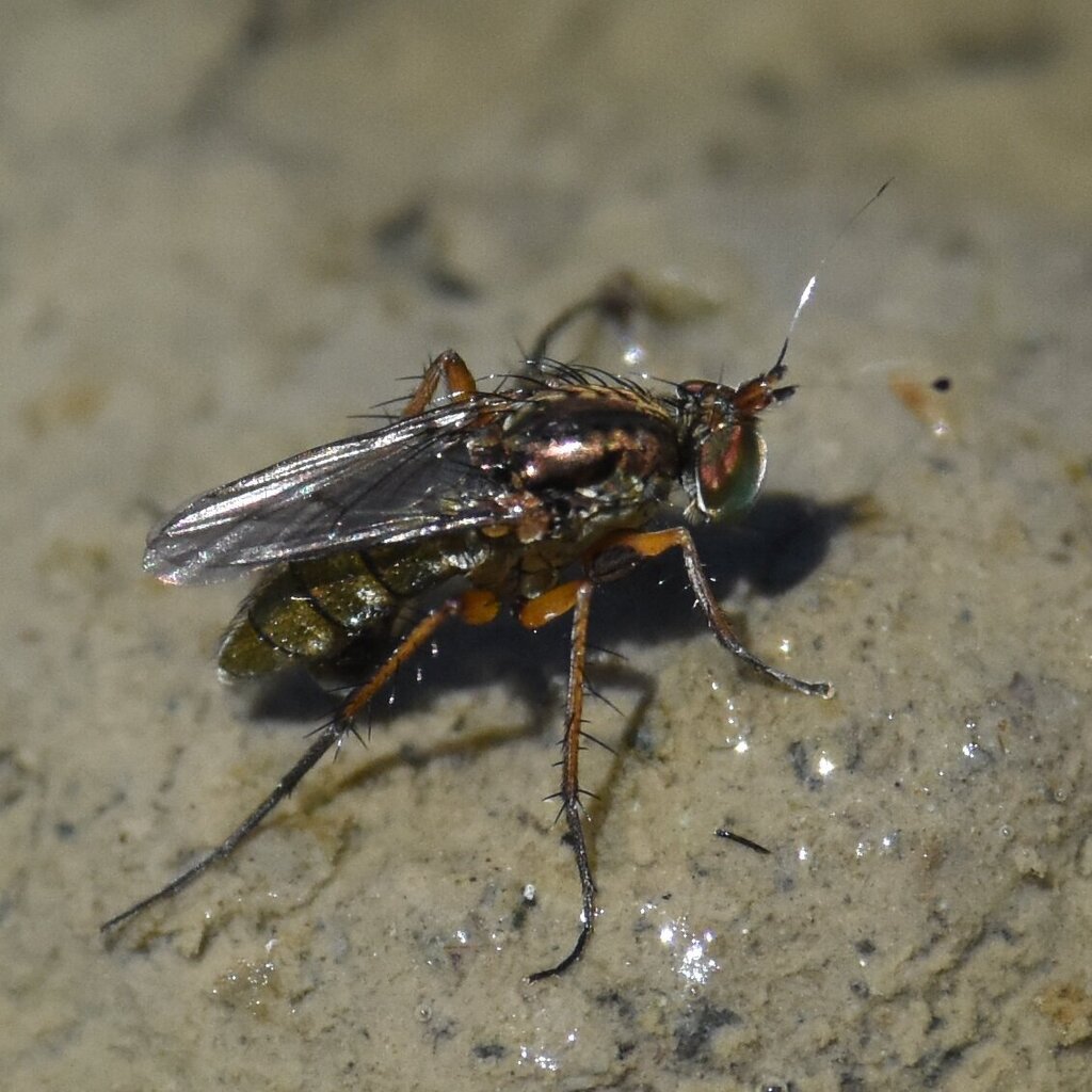 Tachytrechus olympiae
