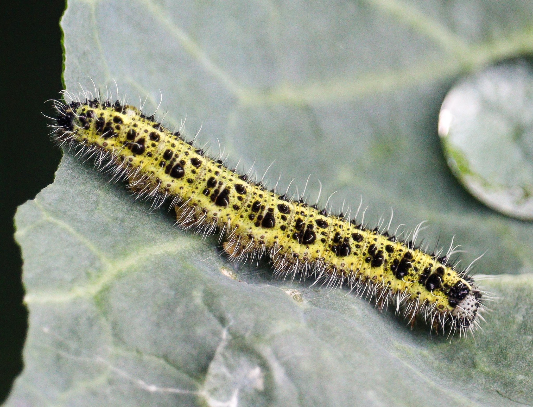 Large Cabbage White