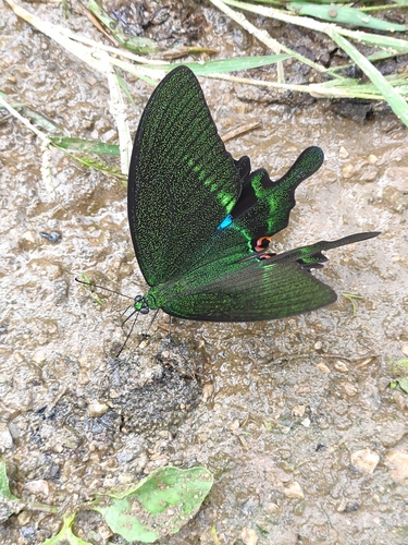 Paris Peacock Swallowtail