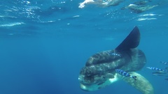 ウシマンボウ
