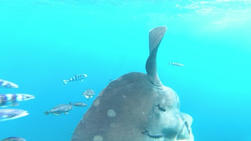 Imperial blackfish