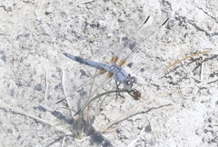 Libellula composita