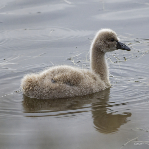Cygne noir, jeune