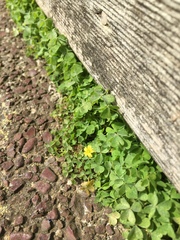 Oxalis exilis