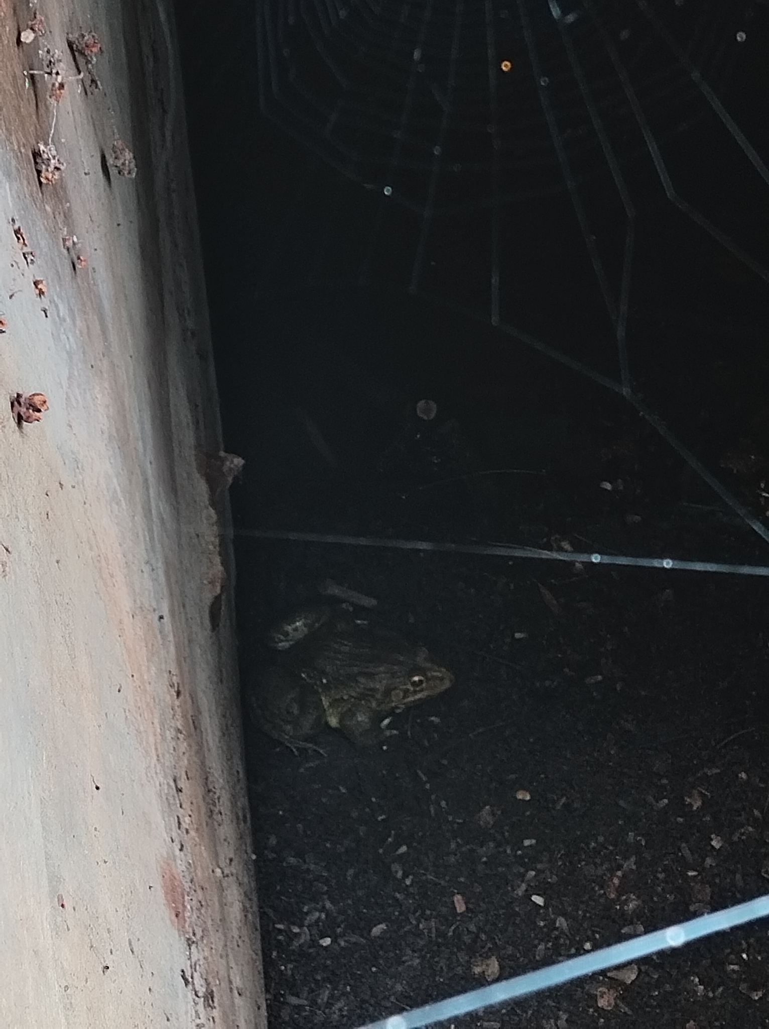 Indian Bull Frog