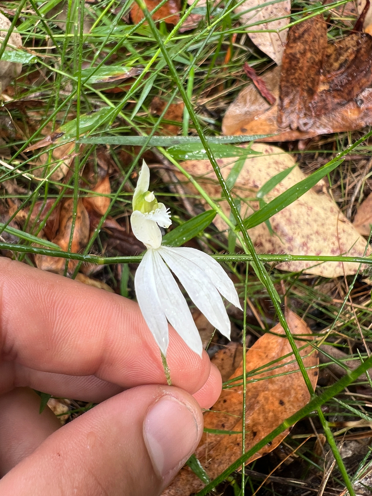 Caladenia picta
