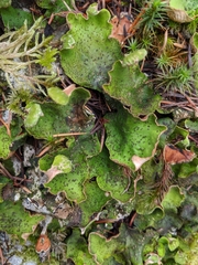 Peltigera britannica
