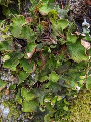Peltigera britannica