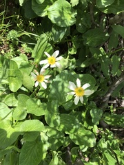 Caltha chionophila