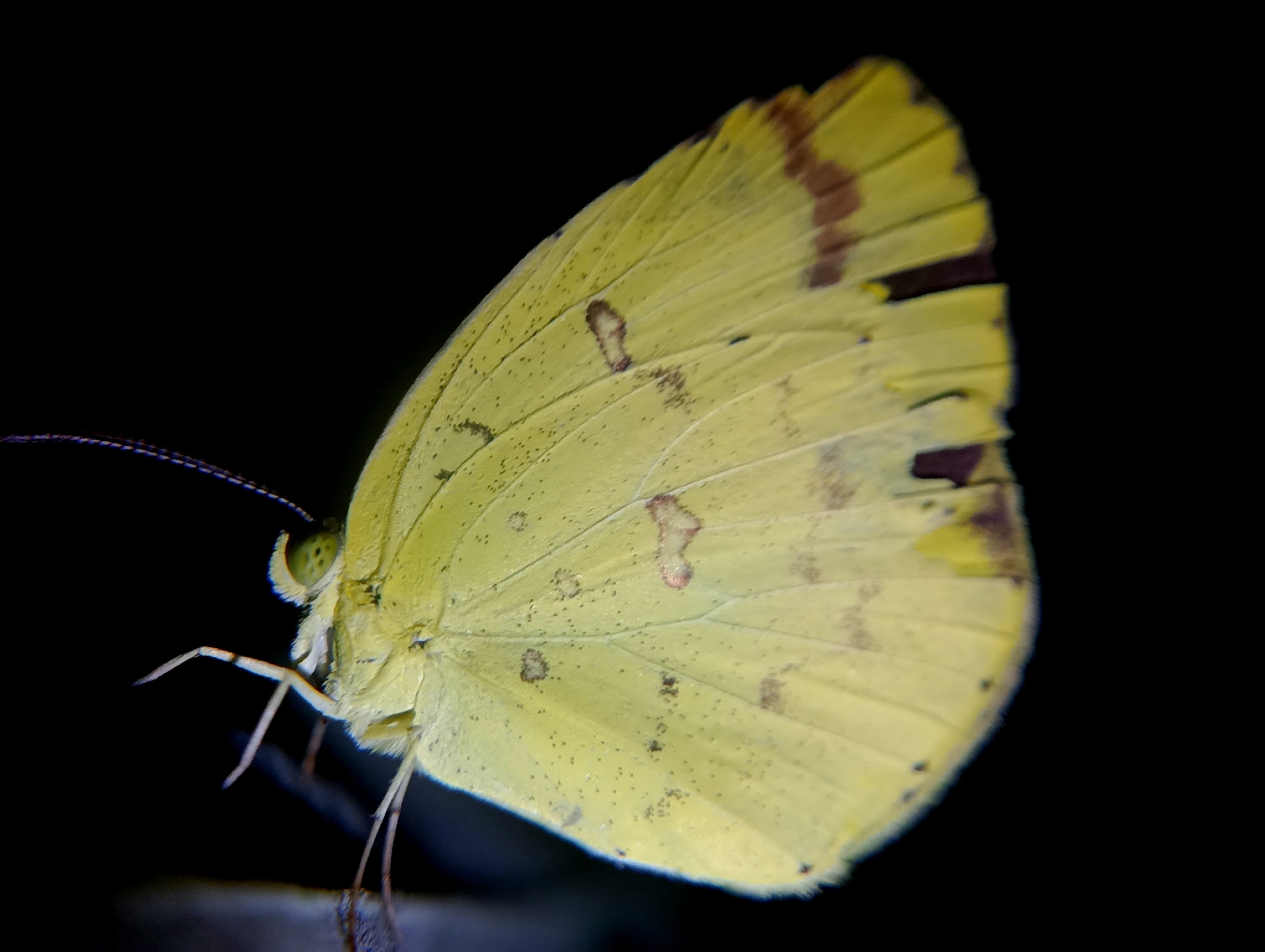 Common Grass Yellow