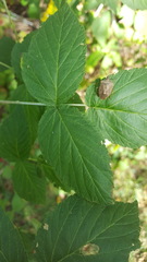 Euschistus servus euschistoides