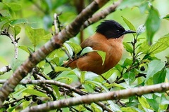 Heterophasia capistrata