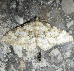 Zenophleps obscurata