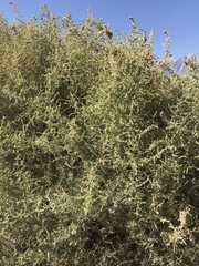 Atriplex torreyi