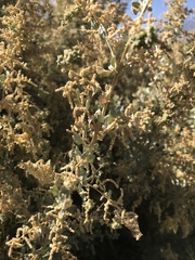 Atriplex torreyi