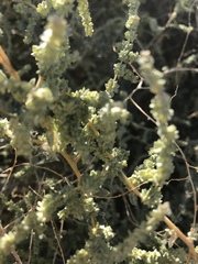 Atriplex torreyi
