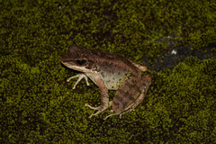 Okinawa Tip-Nosed Frog photo 2