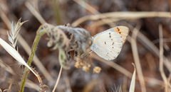 Colotis danae eupompe