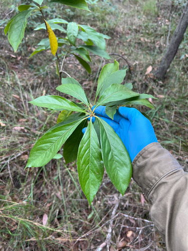 Hymenosporum flavum