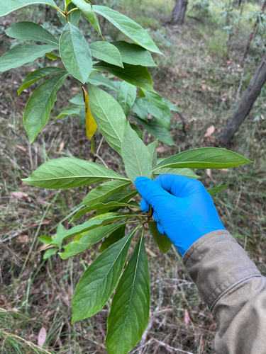 Hymenosporum flavum