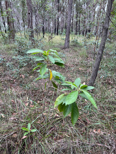 Hymenosporum flavum