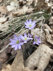 Hepatica acutiloba