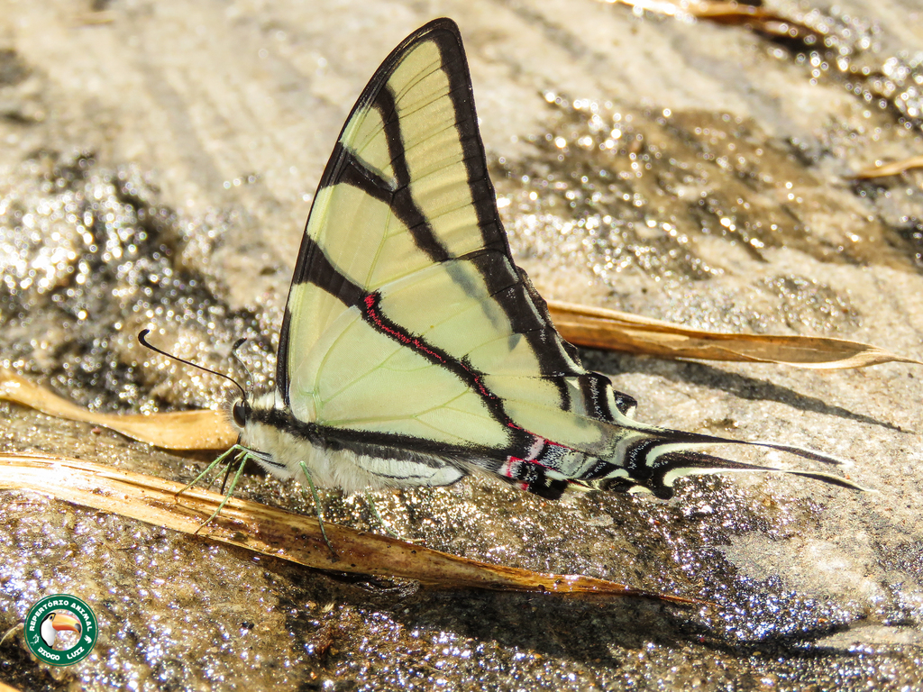 Eurytides bellerophon
