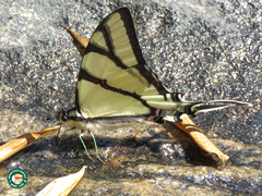 Eurytides bellerophon