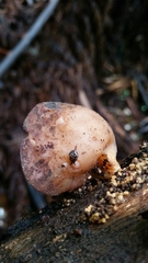 Flammulina