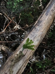 Symphyogyna hymenophyllum
