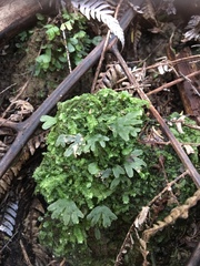 Symphyogyna hymenophyllum