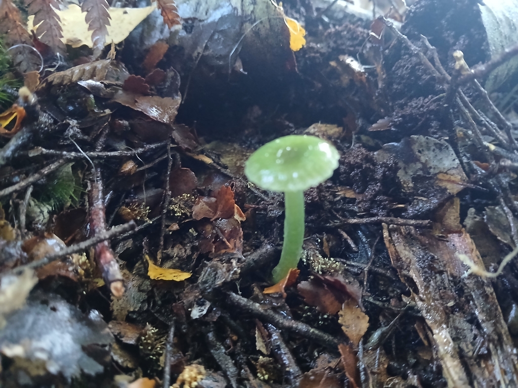 Gliophorus graminicolor · May 2025 · photo: © claire_grace83 (iNaturalist, cc-by)