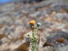 Erigeron petrophilus