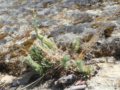 Erigeron petrophilus