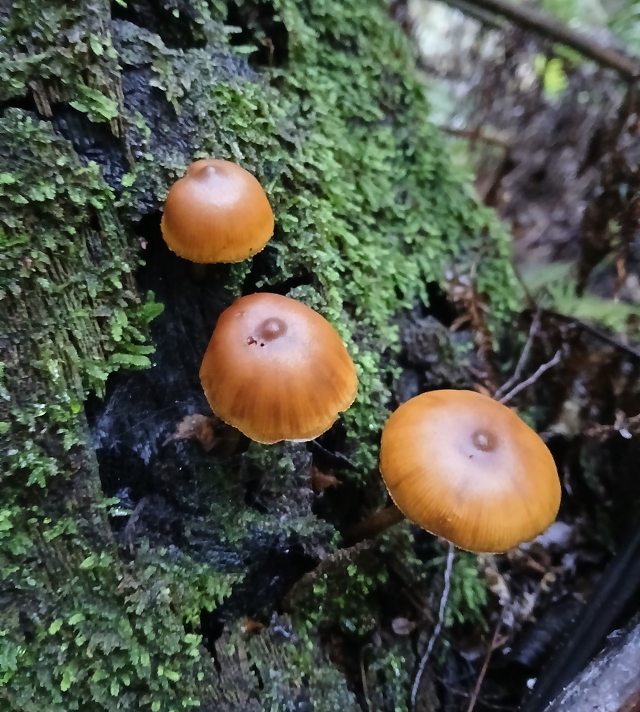 Galerina patagonica · May 2025 · photo: © claire_grace83 (iNaturalist, cc-by)