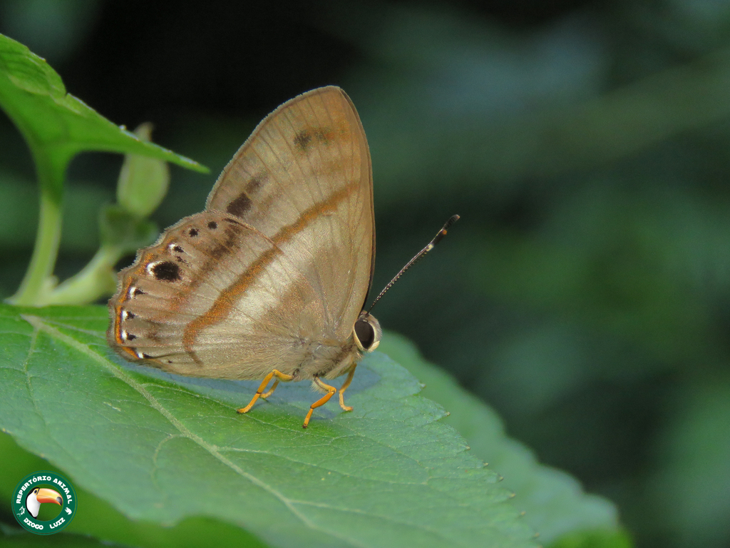 Euselasia melaphaea