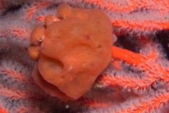 Pseudodromia rotunda