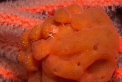 Pseudodromia rotunda