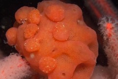 Pseudodromia rotunda