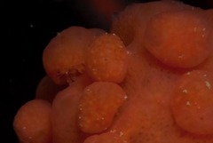 Pseudodromia rotunda