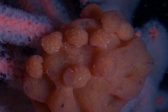 Pseudodromia rotunda