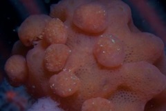 Pseudodromia rotunda