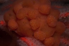 Pseudodromia rotunda