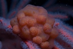 Pseudodromia rotunda