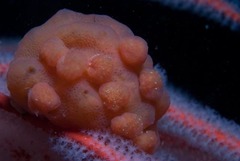 Pseudodromia rotunda