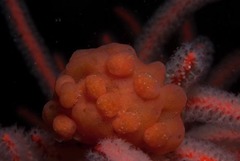 Pseudodromia rotunda