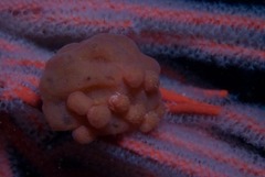 Pseudodromia rotunda