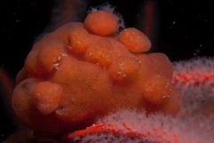 Pseudodromia rotunda