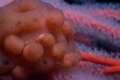 Pseudodromia rotunda